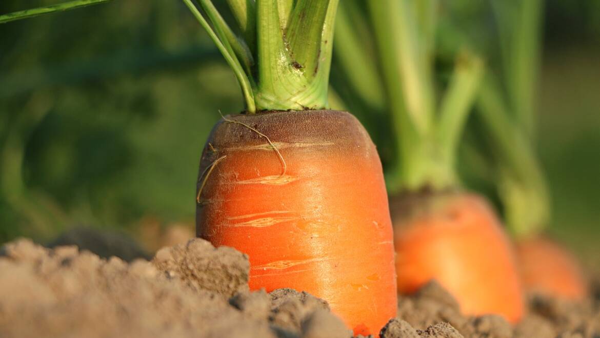 León produce mega zanahorias