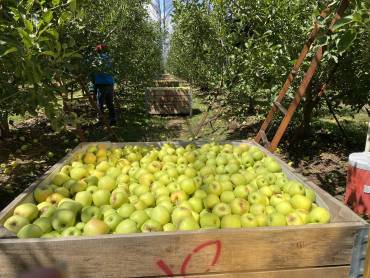 Manzana, la tentación del campo mexicano y las amenazas que afectan al cultivo.