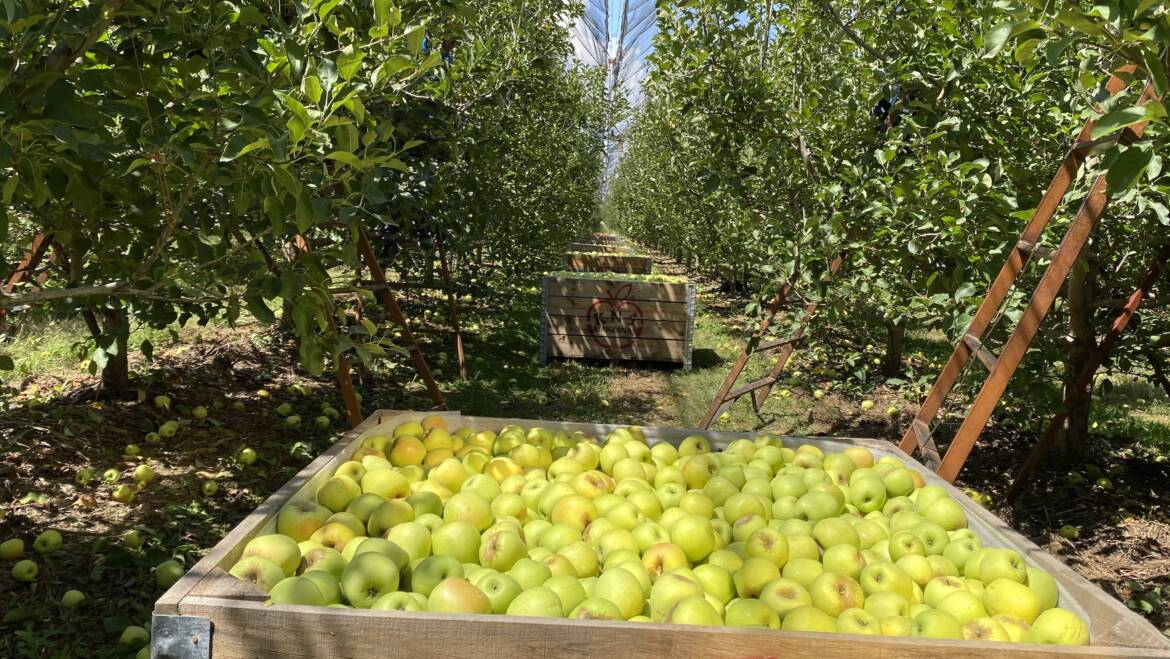 Estima Agricultura crecimiento de dos dígitos en producción nacional de manzanas al cierre del ciclo agrícola 2021