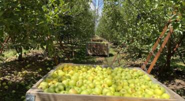 Estima Agricultura crecimiento de dos dígitos en producción nacional de manzanas al cierre del ciclo agrícola 2021