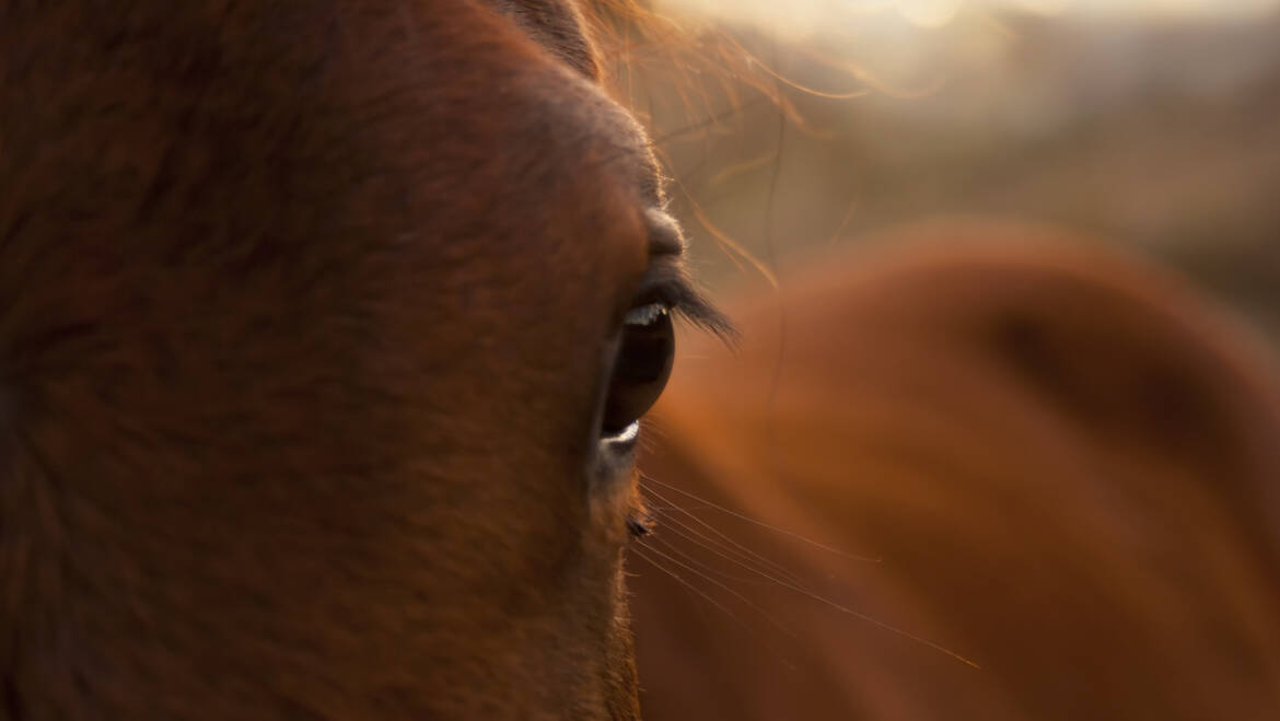 Veterinarios de Sonora, listos para hacer frente a rara enfermedad detectada en caballos