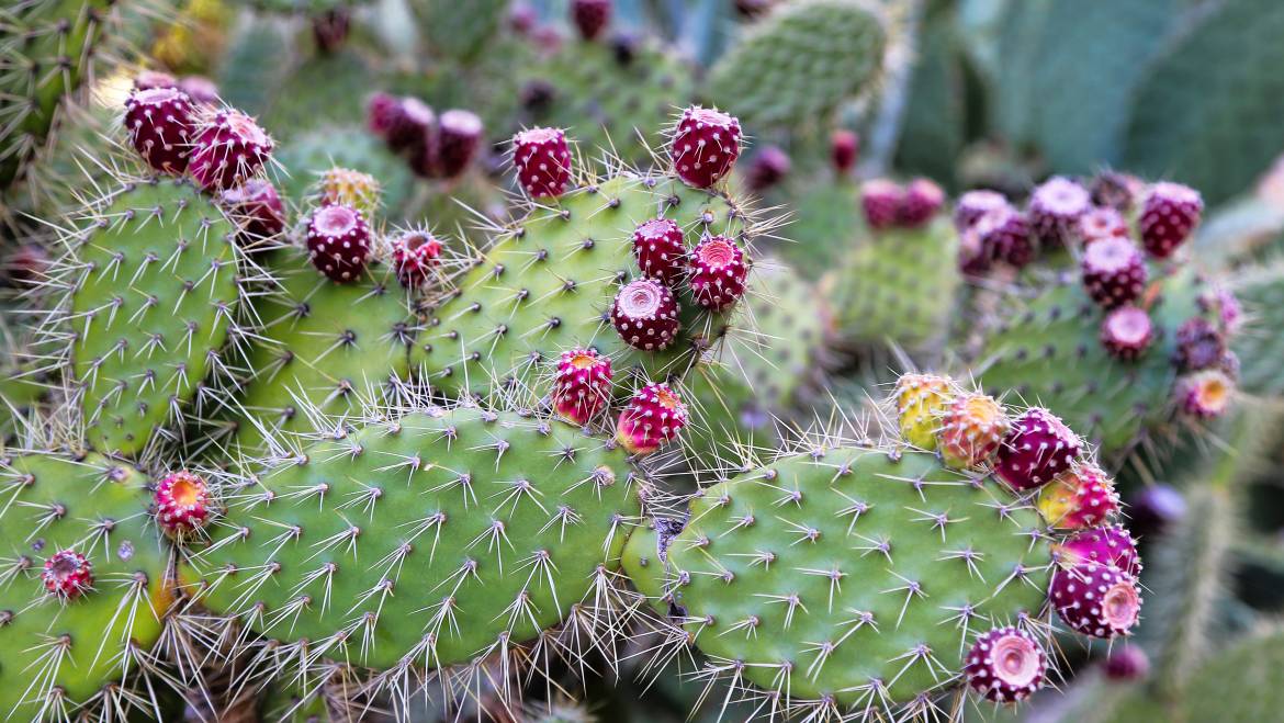 ¡Y el nopal ingreso en la dieta simbólica y real de los mexicanos!